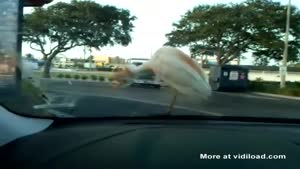Lazy Bird Discovers Easy Way Of Transportation