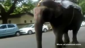 Don't Try To Pass This Elephant