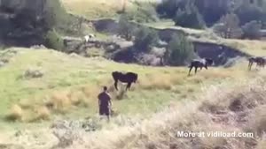 Fool Tries To Touch Wild Horse