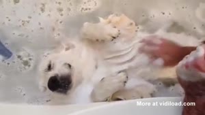 Doggy Enjoying A Bubble Bath
