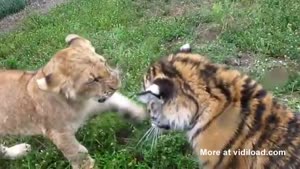Baby Lion Vs. Baby Tiger