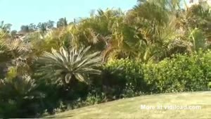 Surfing Cat Escapes Dog