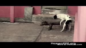 Dog Bangs Pig