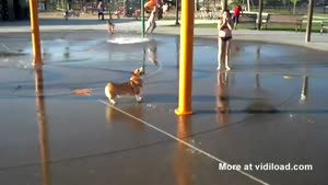 Cute Corgi Loves Water Park