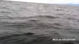 Whale Scares Fishermen