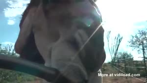 Thirsty Camel