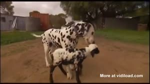 Dalmatian Adopts Spotted Lamb