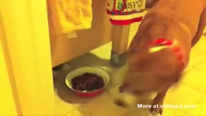 Smart Puppy Found A Way To Steal Food
