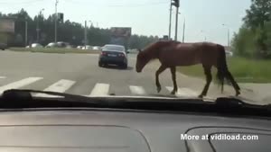 Horse Crosses Road At Pedestrian Crosswalk