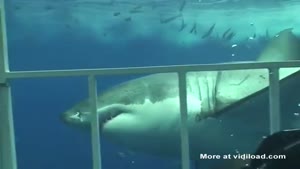 Hungry White Shark Bites In Cage