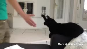 High Fiving The Cat