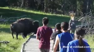 Kid Gets Attacked By Bison