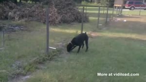 Dog Pees On Electric Fence