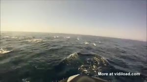 Huge Group Of Dolphins Swimming With Jetski