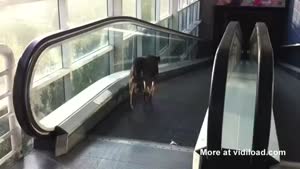 Confused Dog Takes The Wrong Escalator
