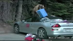 Bear Destroys Soft Top