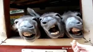 Four Funny Donkeys