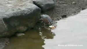 Bird Uses Bait To Catch A Fish