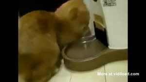 Hungry Cat Goes Crazy