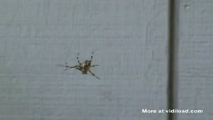 Spider Yelling