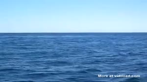 Whale Scares The Shit Out Of Woman