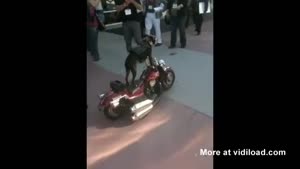 Cool Biker Dog