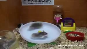 Crazy Hamsters Play With Wheel