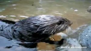Never Knew Otters Could Talk