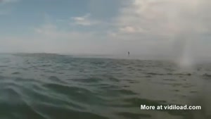 Flying Fish Attack Cameraman