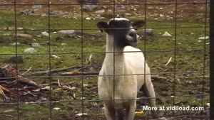 Sheep Is Impressed
