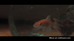 This Goldfish Can Rap!