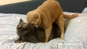 Cats Mating Gone Wrong