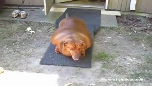 Fattest Dog I've Ever Seen
