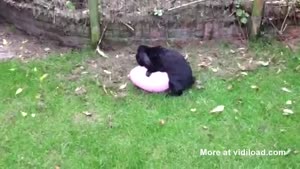 Bunny Kills His Partner