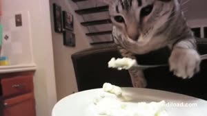 Cat Eats His Meal With A Fork