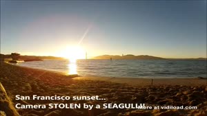 Seagull Steals Camera