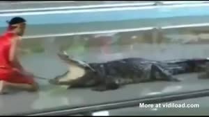 Pulling Food From Alligator's Stomach