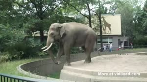 Elephant Throws Poo At Zoo Visitor