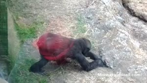 Gorilla Is Scared Of Bee