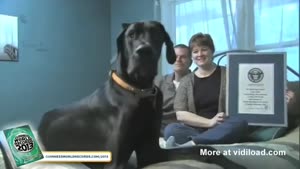 Biggest Dog In The World