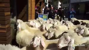 Sheep Go Shopping In Austria