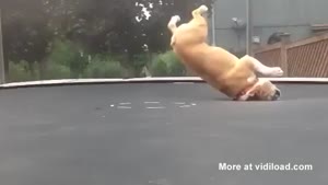 Dog Freaks Out On Trampoline