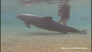 Dolphin Gives Birth Underwater