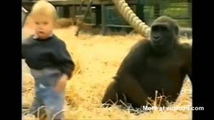 Small Child Playing With Gorillas