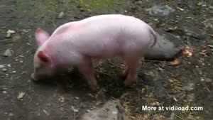 Piggy To The Rescue