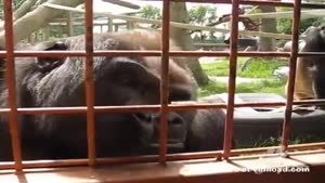 Gorillas Are Fascinated By Centipede