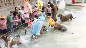 Dumb Tourists Get In The Water With Tigers