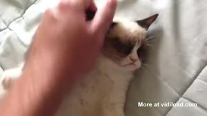 Cat Is Grumpy