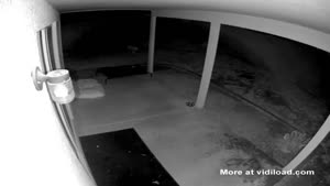 Dog Cannot Walk Through Door