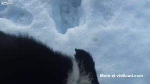 Sheep Rescued After 19 Days Under Snow